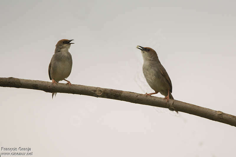 Chubb's Cisticolaadult, song, Behaviour