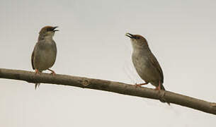 Chubb's Cisticola