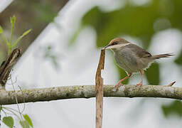 Chubb's Cisticola