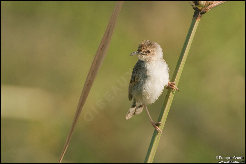 Zitting Cisticola