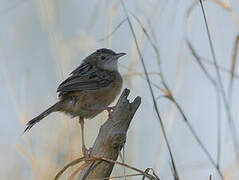 Zitting Cisticola