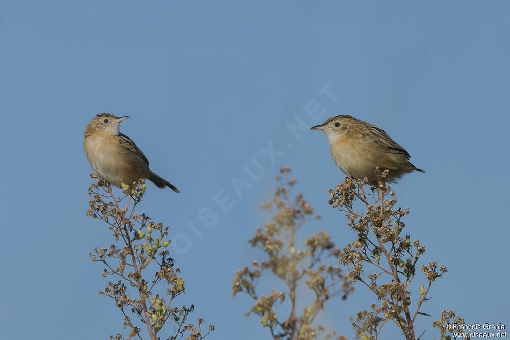 Zitting Cisticola