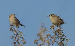 Zitting Cisticola