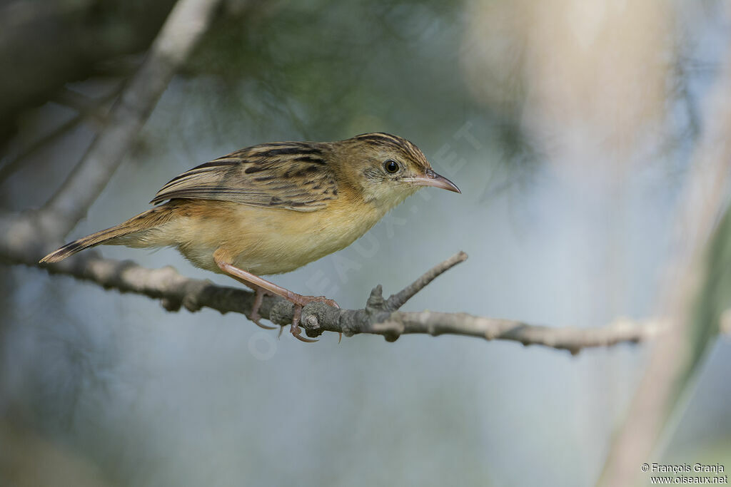 Zitting Cisticola