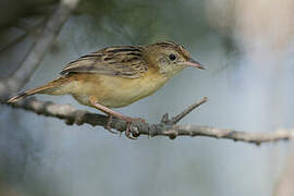 Zitting Cisticola