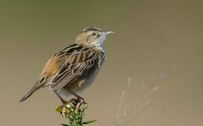 Zitting Cisticola