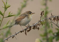 Winding Cisticola