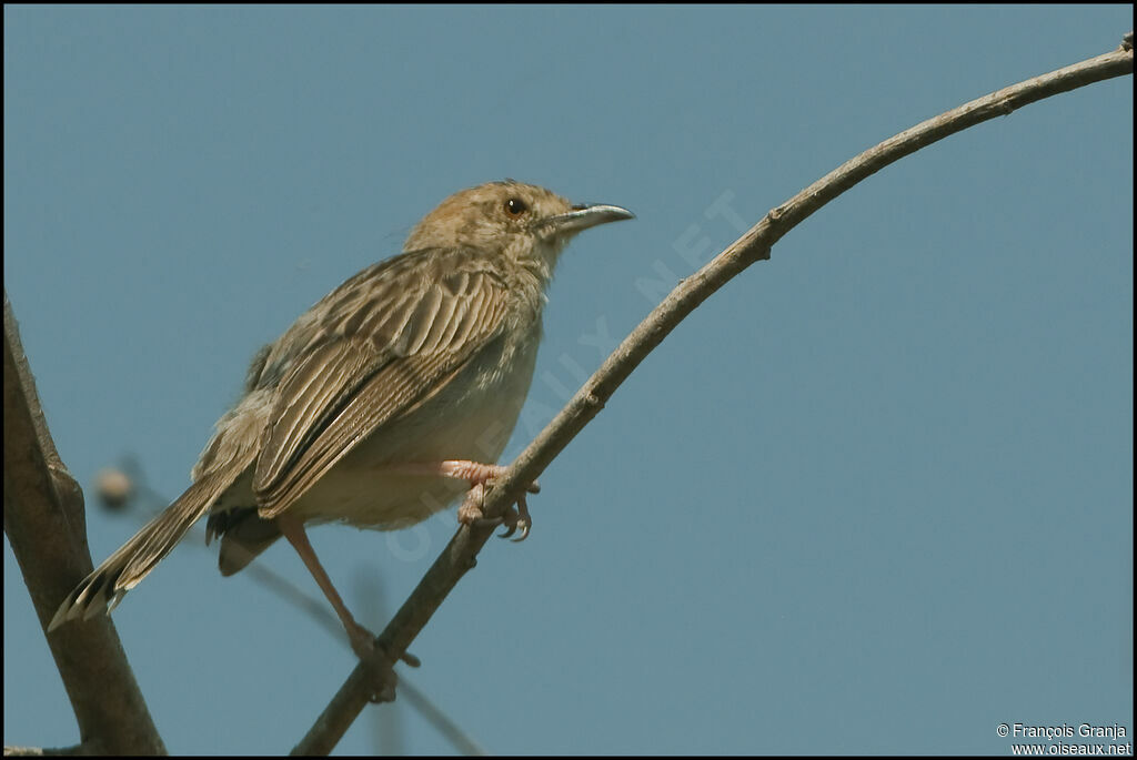 Rattling Cisticola