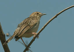 Rattling Cisticola