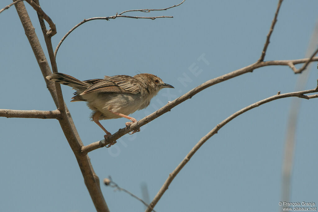 Rattling Cisticolaadult