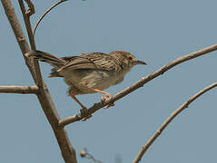 Rattling Cisticola