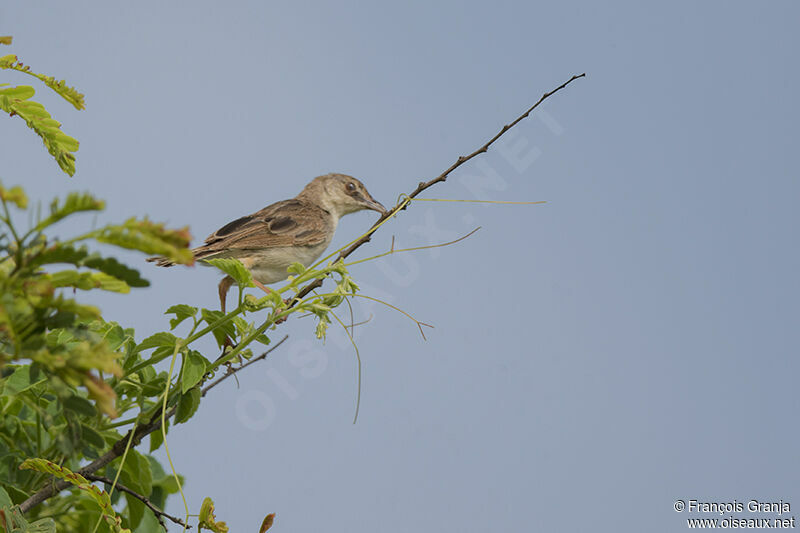 Croaking Cisticola