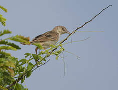 Croaking Cisticola