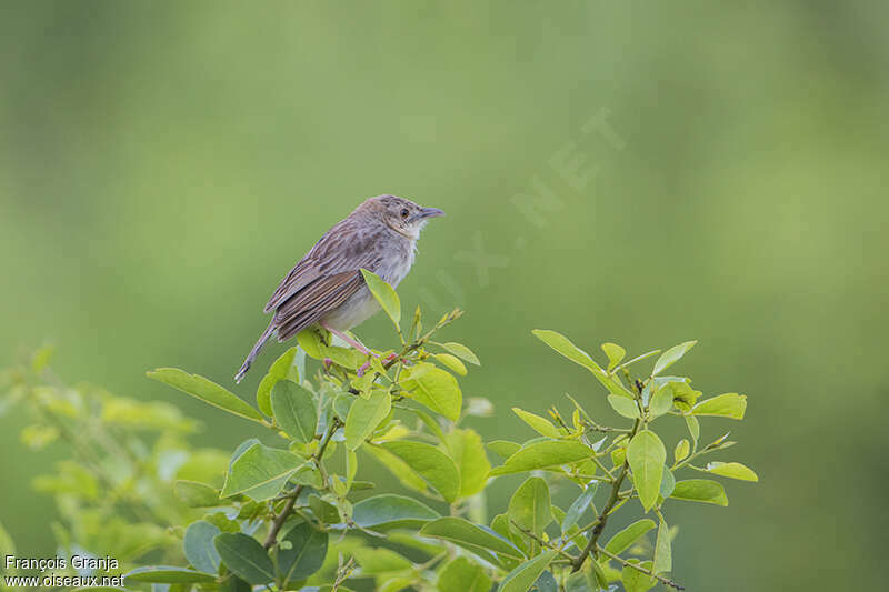 Croaking Cisticolaadult, identification