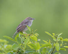 Croaking Cisticola