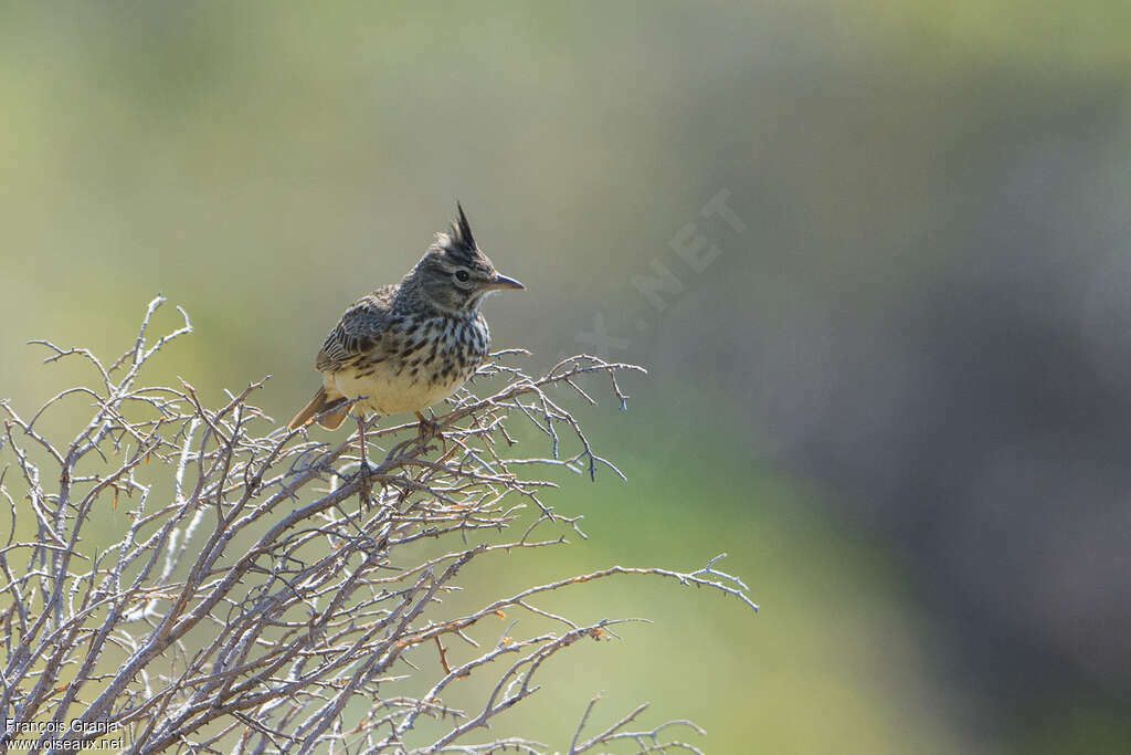 Thekla's Larkadult breeding, pigmentation, Behaviour