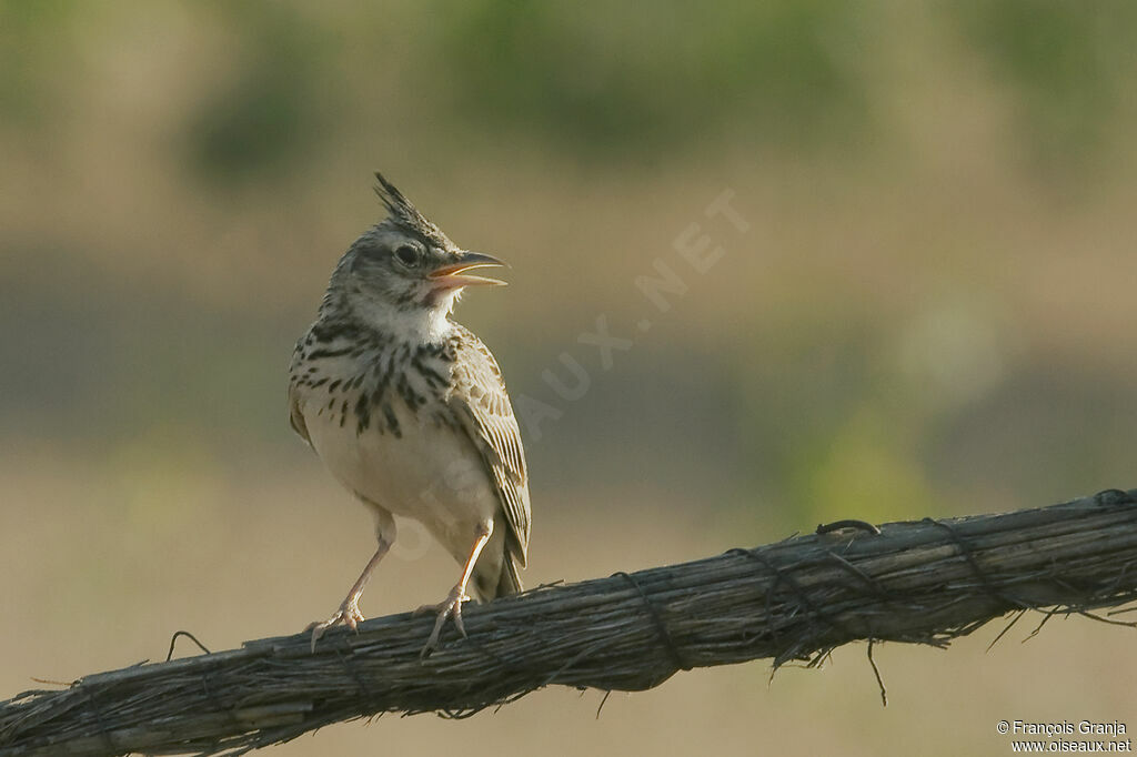 Cochevis huppé