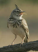 Crested Lark