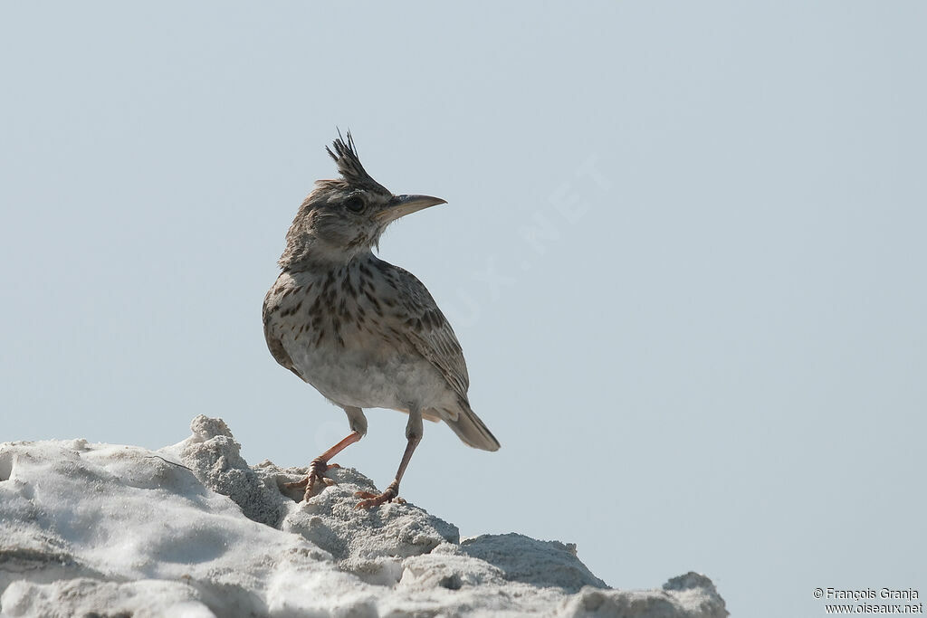 Cochevis huppé