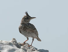 Crested Lark