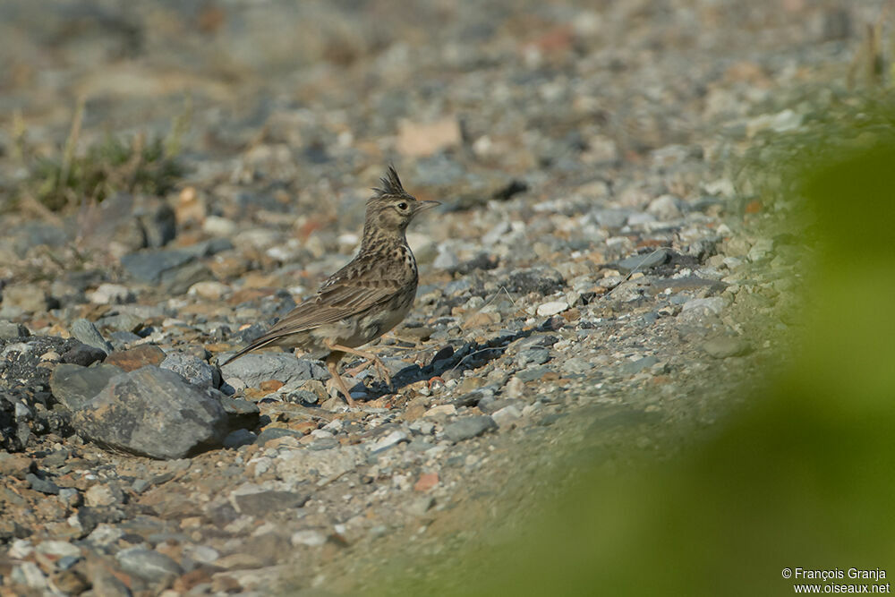 Cochevis huppéadulte