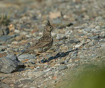 Crested Lark