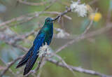 Colibri à ailes saphir