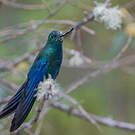 Colibri à ailes saphir