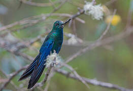 Colibri à ailes saphir