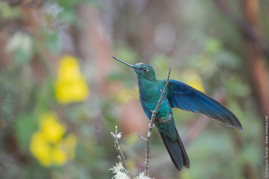 Colibri à ailes saphir