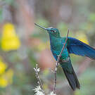 Colibri à ailes saphir