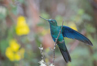 Colibri à ailes saphir