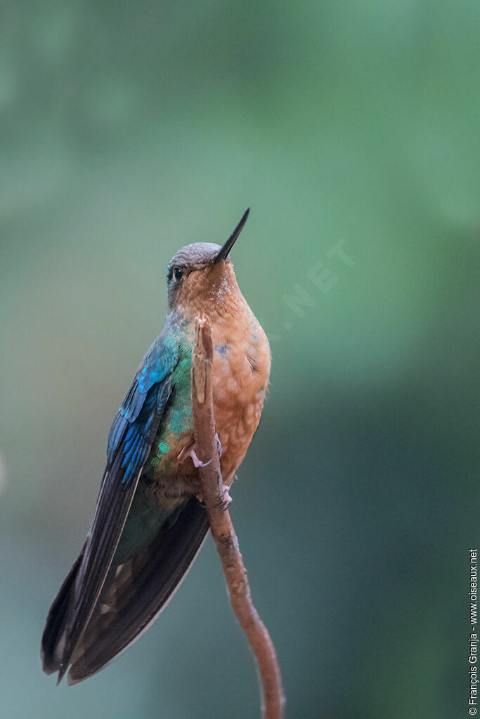 Colibri à ailes saphir