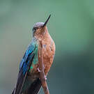 Colibri à ailes saphir