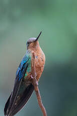 Colibri à ailes saphir