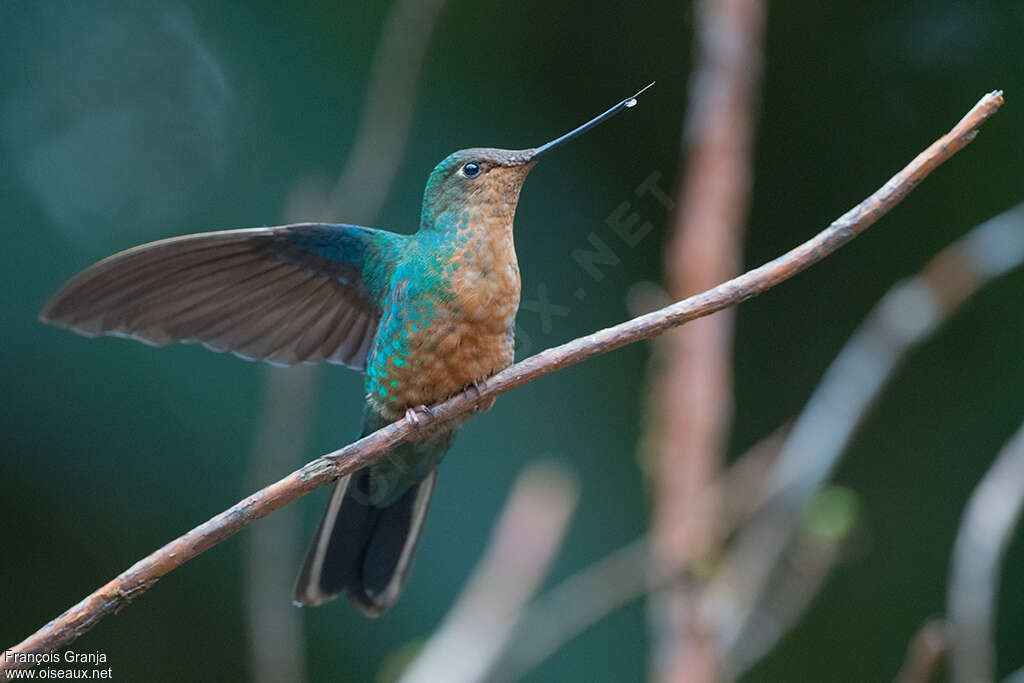 Colibri à ailes saphir femelle adulte, identification