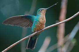 Colibri à ailes saphir