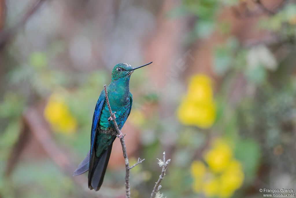 Colibri à ailes saphir