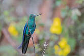 Colibri à ailes saphir