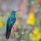 Colibri à ailes saphir
