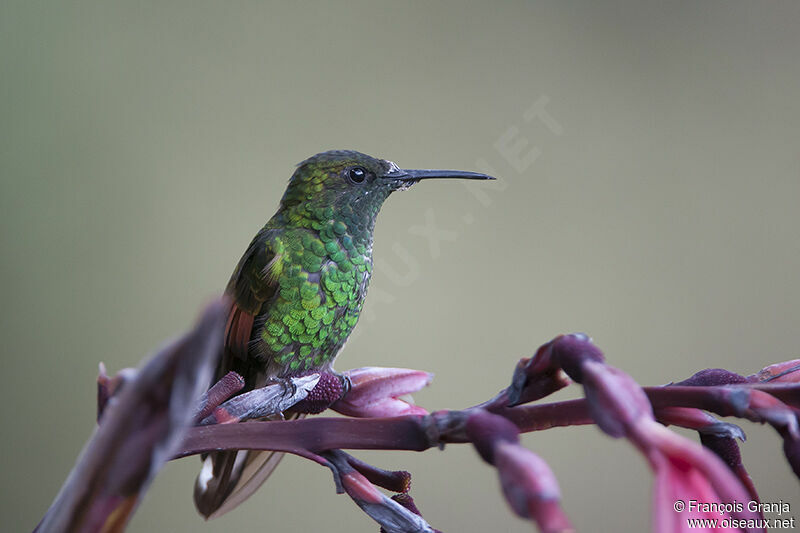 Colibri à épaulettesadulte