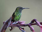 Colibri à épaulettes