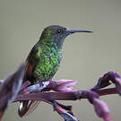 Colibri à épaulettes