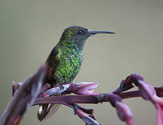 Stripe-tailed Hummingbird