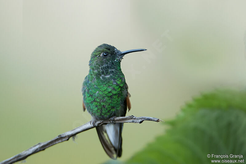 Stripe-tailed Hummingbirdadult