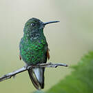 Colibri à épaulettes