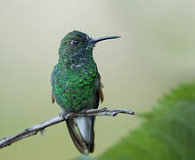 Stripe-tailed Hummingbird