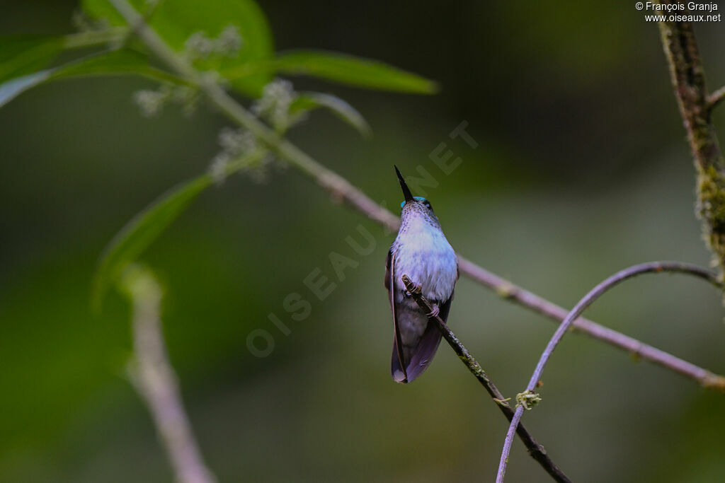 Colibri à gorge lilas