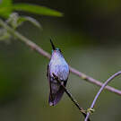 Colibri à gorge lilas