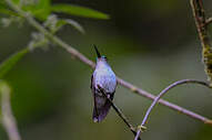 Colibri à gorge lilas